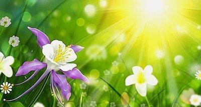 C4D插件一键安装